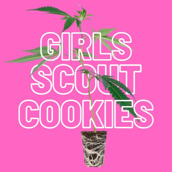 Girls Scout Cookies Steckling