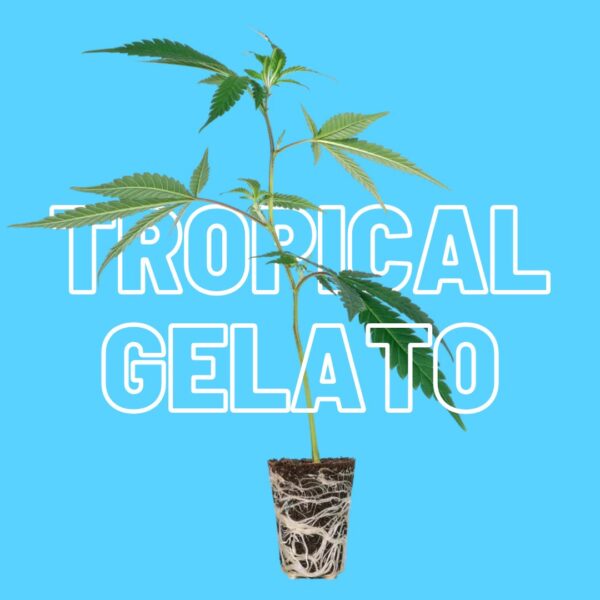 Tropical Gelato Steckling