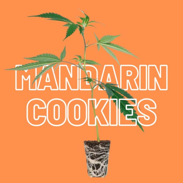 Mandarin Cookies Steckling