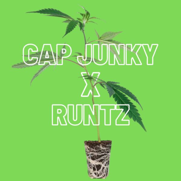 Cap Junky x Runtz Steckling