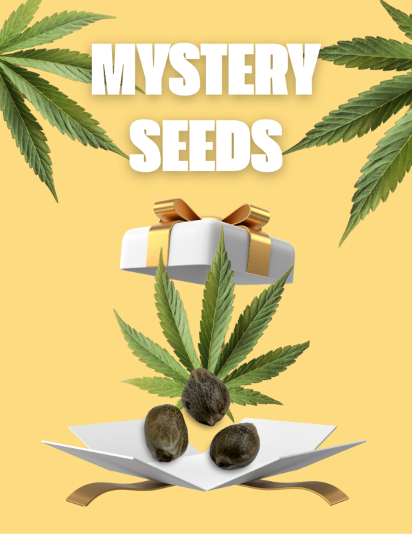 Mystery Seeds Pack (Feminisiert)