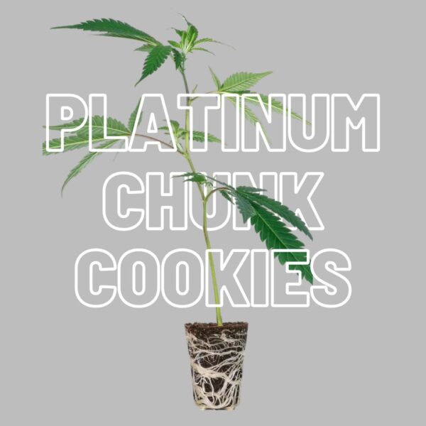 Platinum Chunk Cookies Steckling